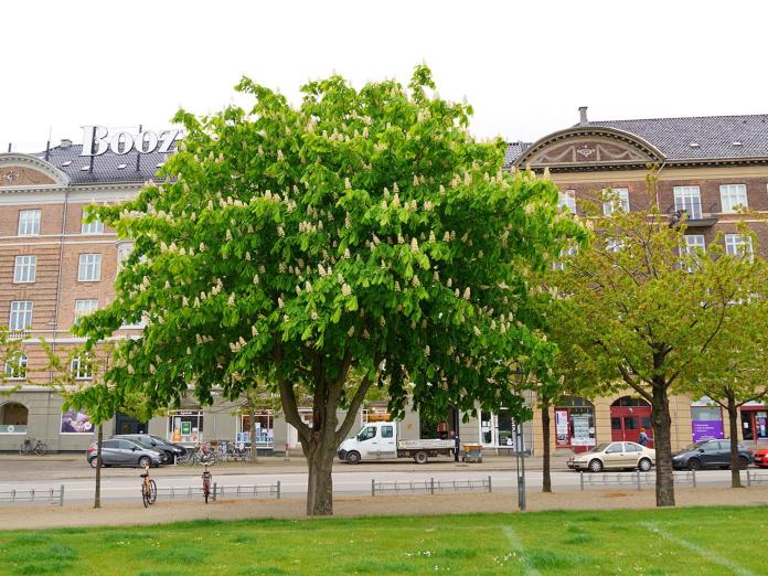 bytræer amager vest lokaludvalg biodiversitet bydelsplan